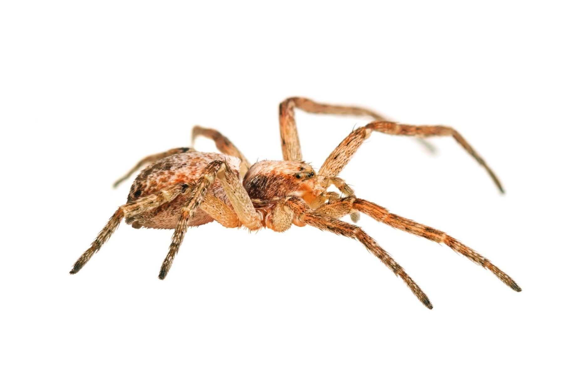 Philodromid crab spider