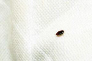 Bed bug on white sheet close up