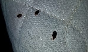 Big bed bugs on mattress lining