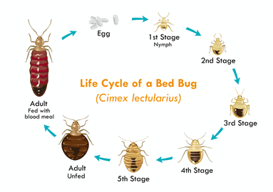 Infographic of bed bug lifecycle