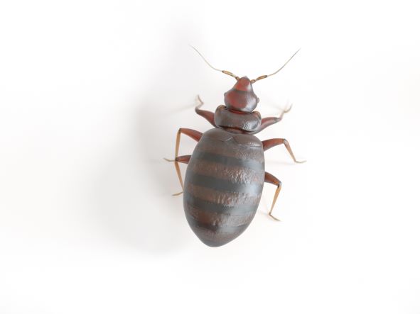 Up close bed bug white background