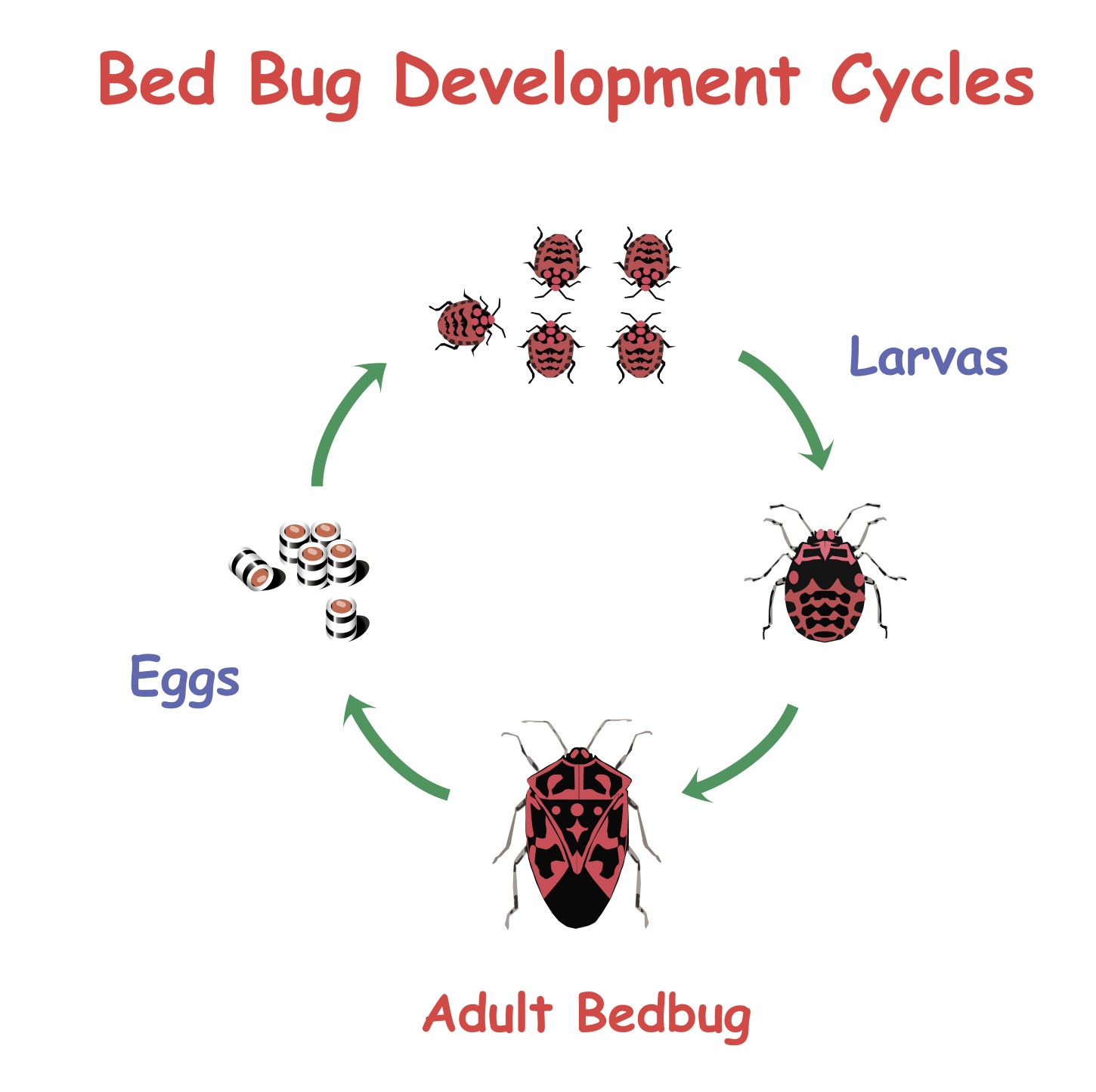The life cycle of a bed bug