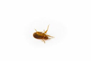 Bed bug dead on white background