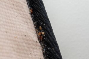 Bed bugs in seams of mattress