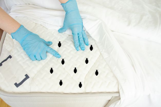Bed bugs drawn onto mattress being inspected