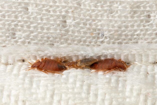 Bed bugs in lining of fabric close up