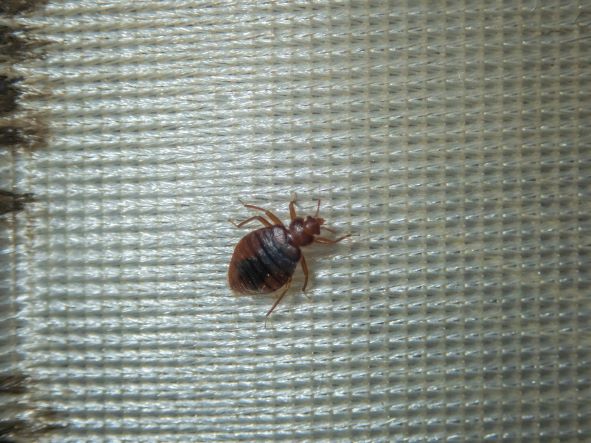 Bed bug on a mat by itself