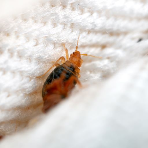 Closeup of bed bug in fabric
