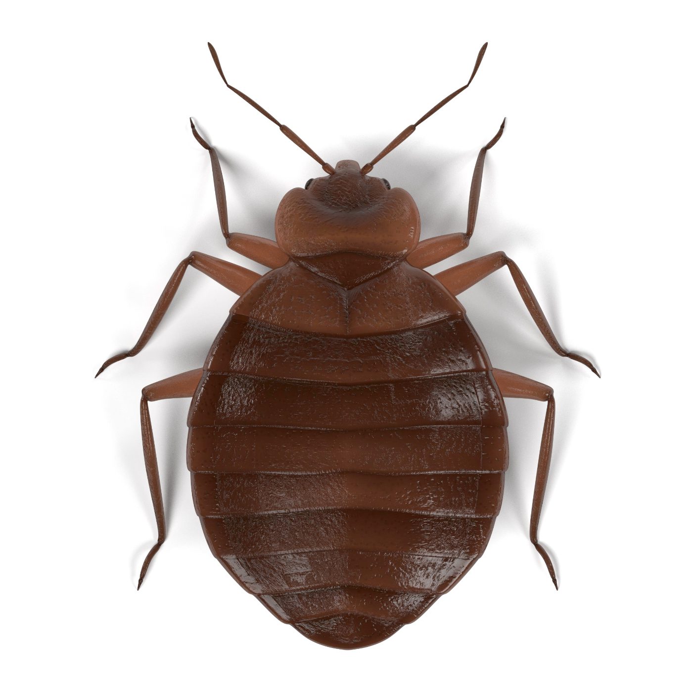 Bed bug picture on a white background