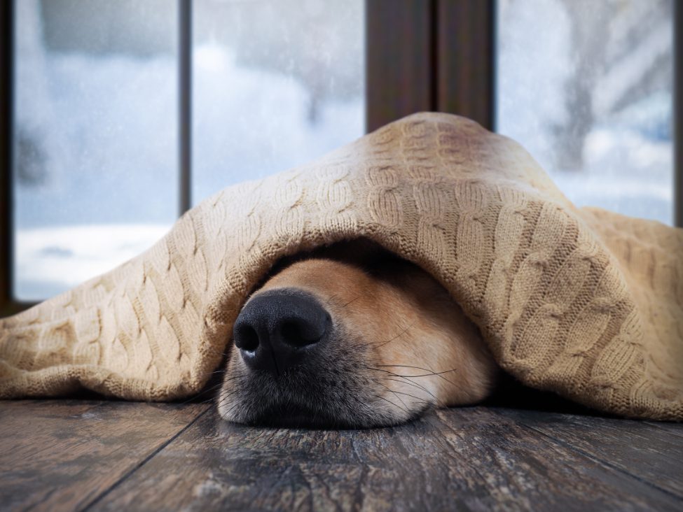 Dog hiding under a blanket due to cold temperatures