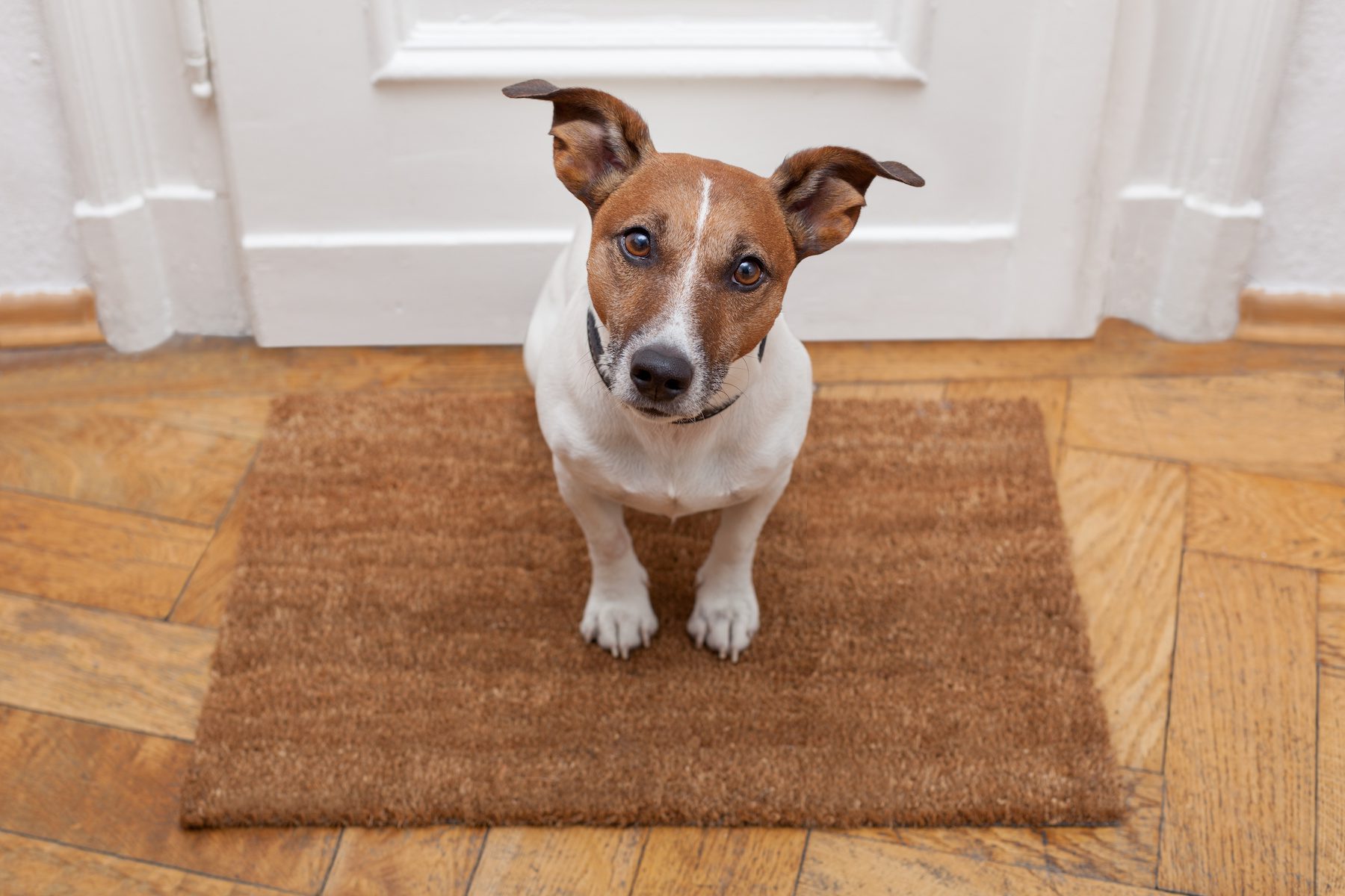 Dog sitting on brown mat.