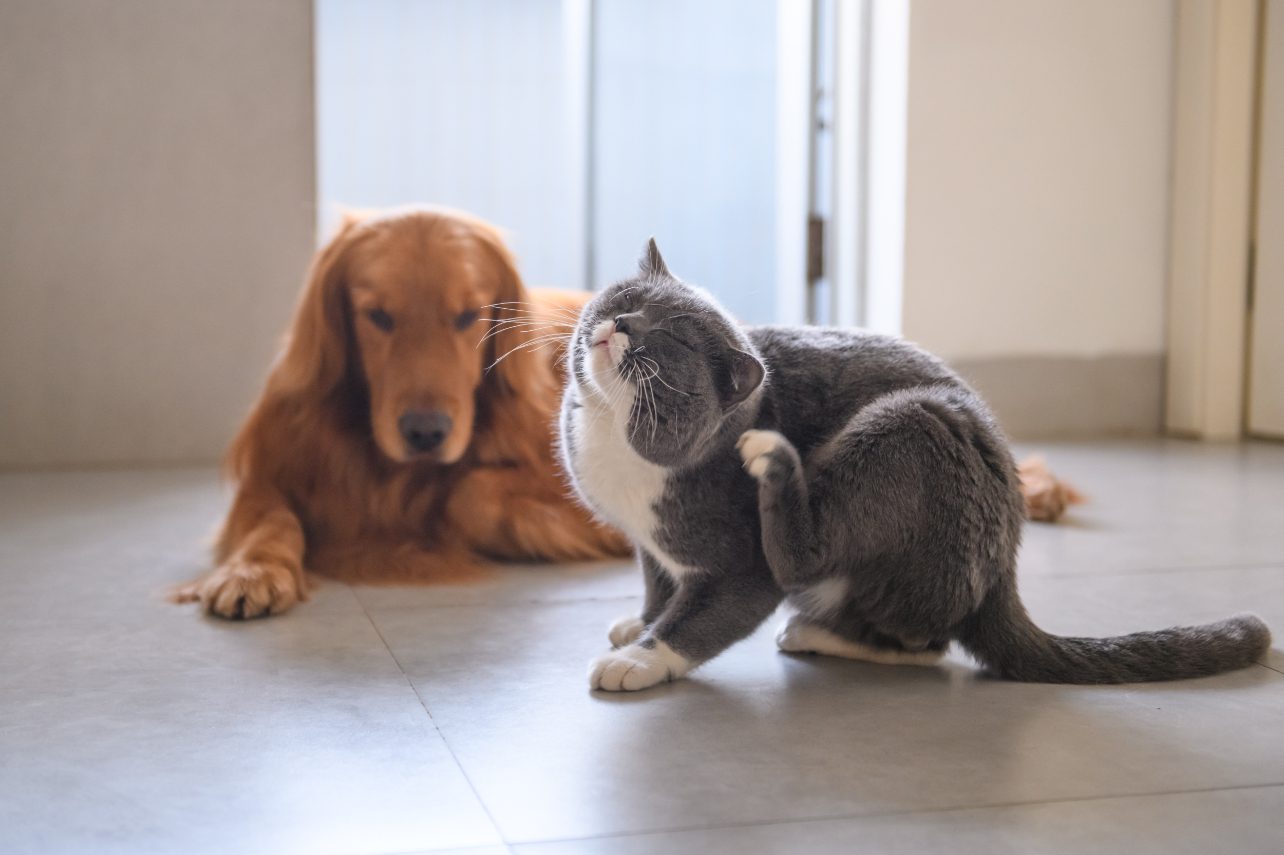 A grey and white cat scratches behind their ear while a golden retriever dog sits behind them